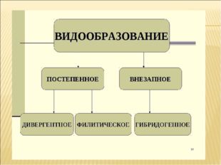 ВИДООБРАЗОВАНИЕ - это сложный эволюционный процесс, возникновения нового вида