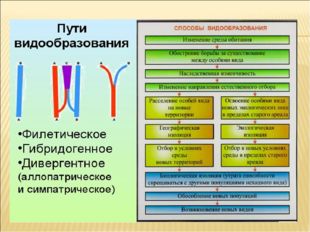 ВИДООБРАЗОВАНИЕ - это сложный эволюционный процесс, возникновения нового вида