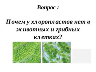 Вопрос : Почему хлоропластов нет в животных и грибных клетках? 