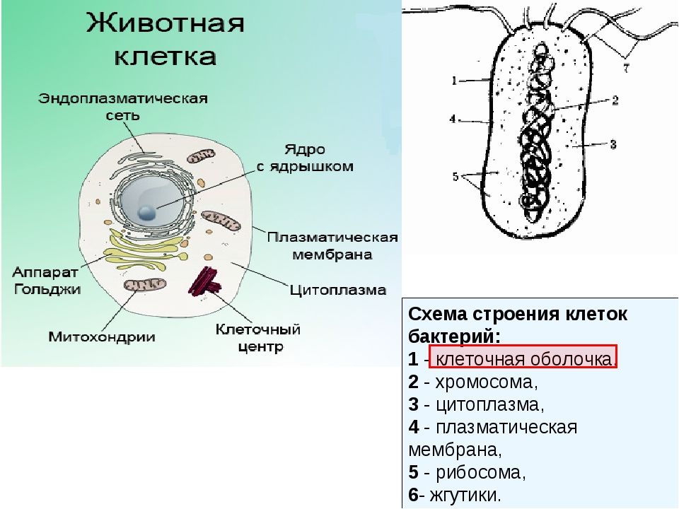 Клетка бактерии клеточная мембрана. Эндоплазматическая сеть у бактерий. Эндоплазматическая сеть клетки бактерии. Строение бактерий ЕГЭ биология. Эндоплазматический ретикулум у клетки грибов.