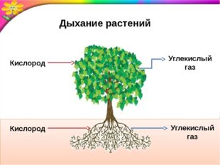 Дыхание растений Кислород Кислород Углекислый газ Углекислый газ 