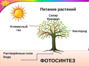 Растворённые соли Вода Углекислый газ Сахар Крахмал Питание растений Кислоро