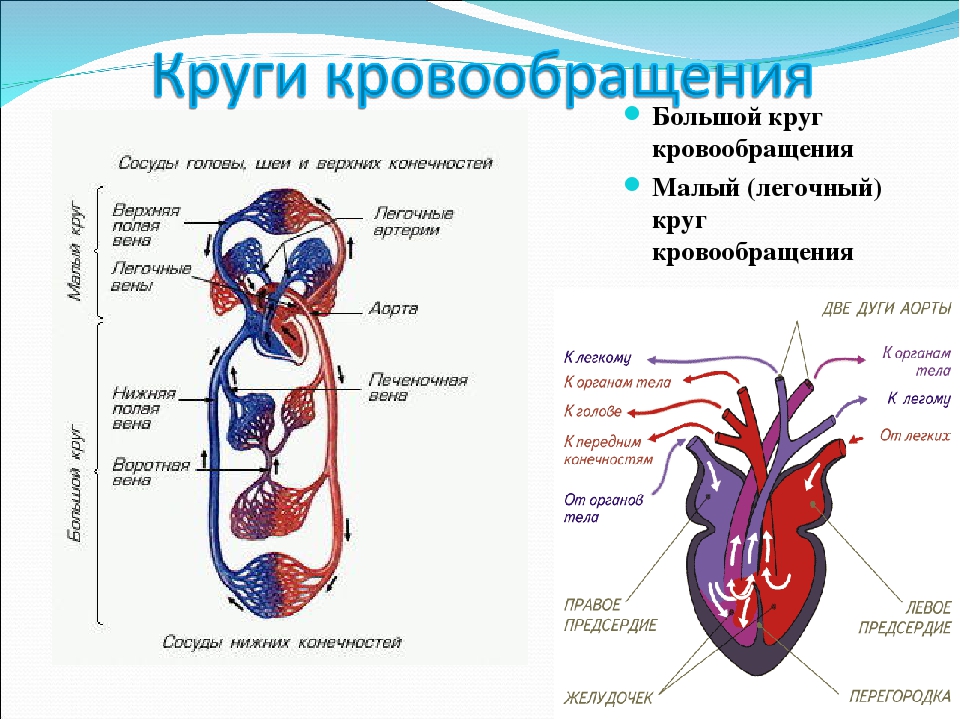 Заканчивается в правом предсердии. Схема большого и малого круга кровообращения у животных. Схема строения сердца и кровеносной системы млекопитающих. Малый круг кровообращения человека схема. Схема малый круг кровообращения человека 8 класс биология.