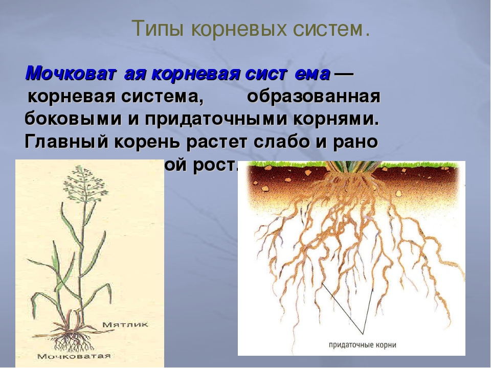 Развитие корневой системы томата. Стержневая и мочковатая корневая система. Строение мочковатой корневой системы. Типы корневых систем. Мочковатая система корня.