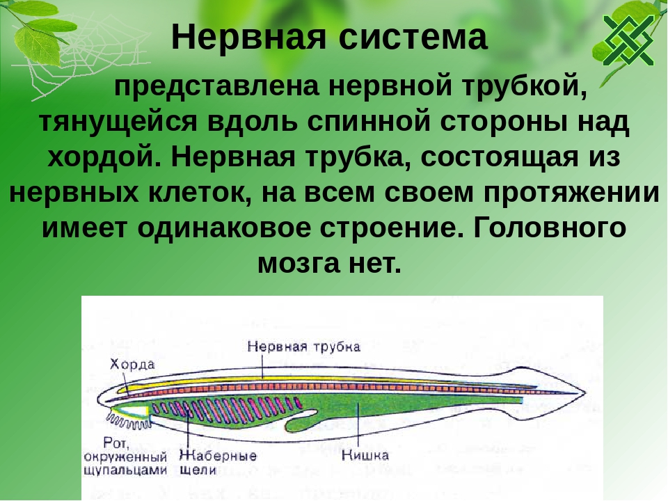 У ланцетника нервная трубка располагается. Нервная система. Нервная система в виде трубки. Нервная трубка у хордовых. Хордовые нервная система.