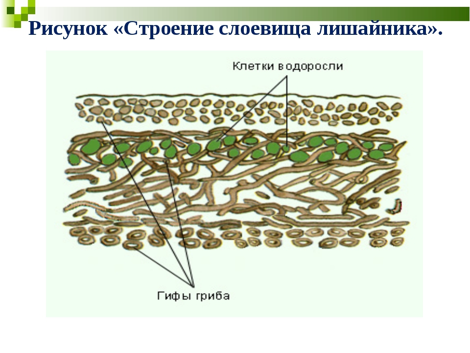 Лишайники функции гриба и водоросли. Строение слоевища лишайника. Внутреннее строение лишайника. Строение слоевища лишайников. Модель внутреннего строения лишайника.