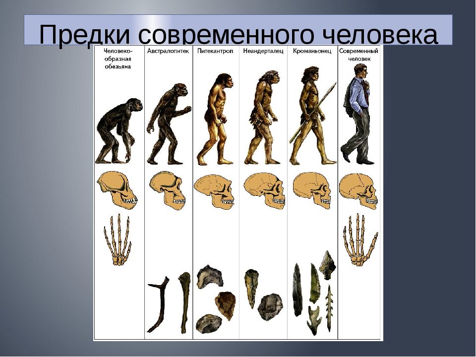 Прямой предок человека. Таблица эволюции неандерталец кроманьонец. Хомо сапиенс австралопитек кроманьонец. Эволюция гоминид человек разумный кроманьонец. Австралопитеки кроманьонцы и неандертальцы.