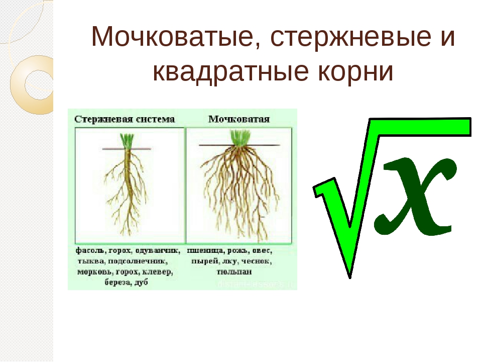 Растений имеют мочковатую корневую систему. Растения с мочковатой и стержневой корневой системой. Стержневая корневая система и мочковатая корневая. Вторичная мочковатая корневая система.