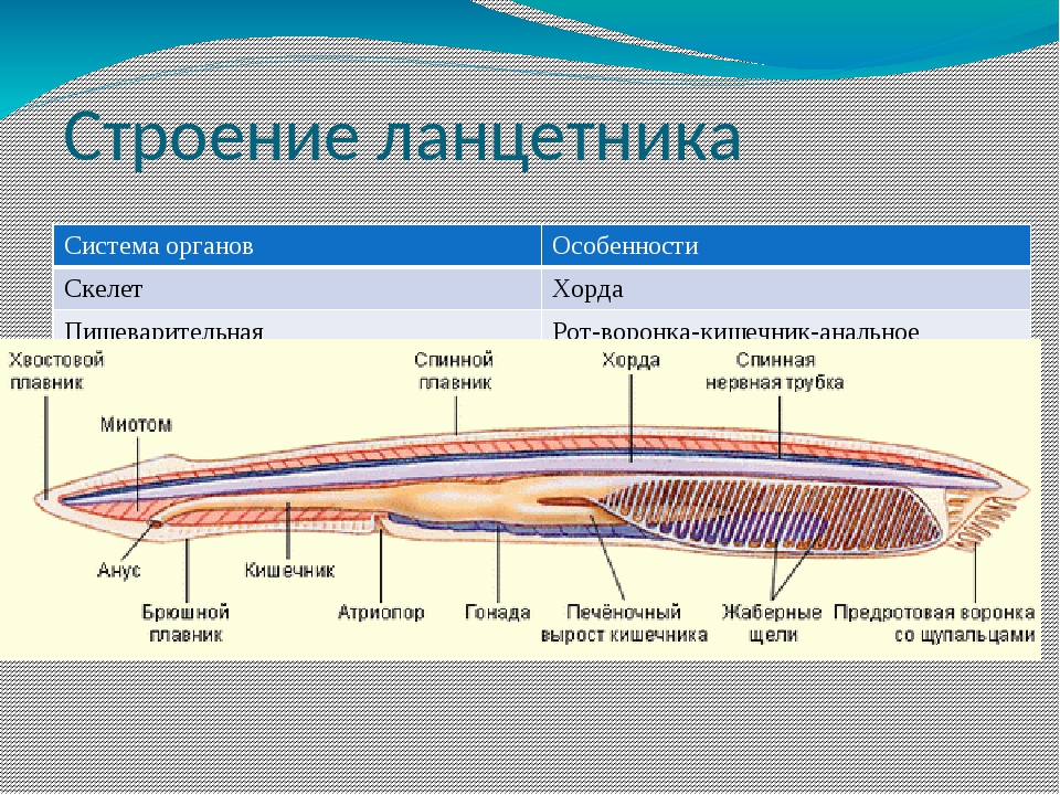 У ланцетника хорда сохраняется в течение