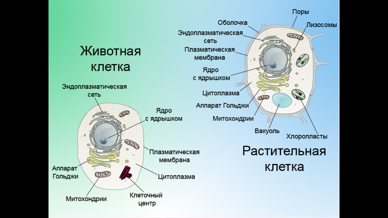 Схема клетка Живая система