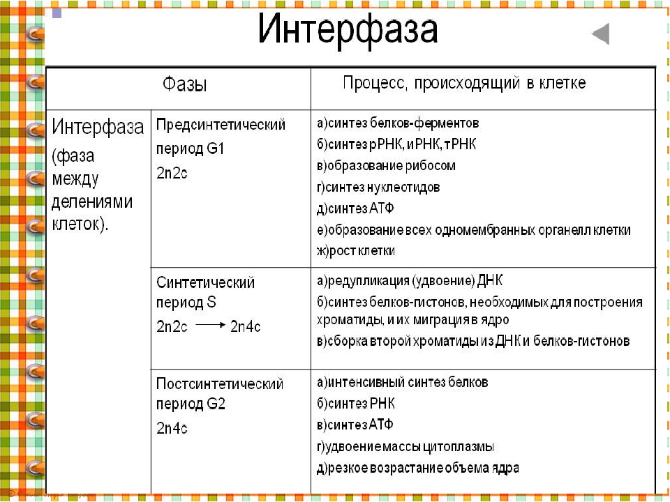 Период интерфазы клеточного цикла. Характеристика интерфазы митоза. Интерфаза характеристика процессов. Интерфаза таблица. Периоды интерфазы схема.