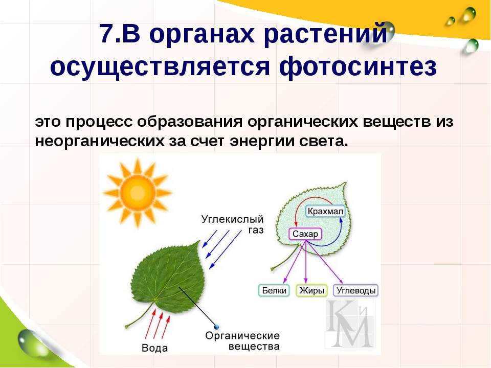 Как происходит процесс фотосинтеза