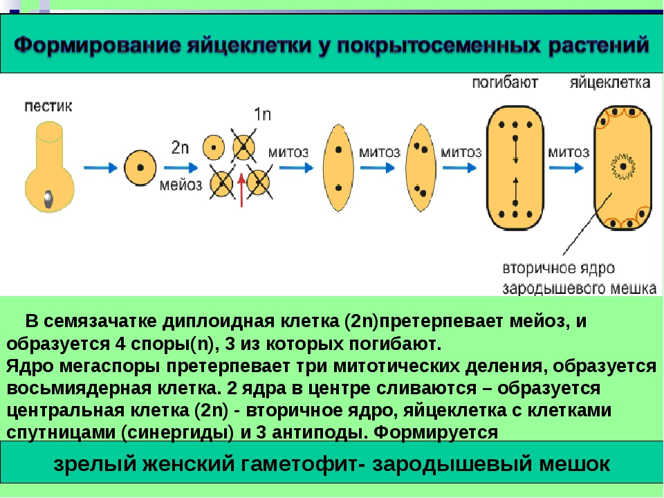 Генеративная клетка набор хромосом. Мегаспорогенез у покрытосеменных. Образование женского гаметофита у покрытосеменных схема. Развитие мужского гаметофита покрытосеменных. Схема развития зародышевого мешка у цветковых растений.