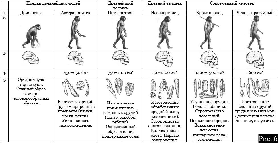 Составить схему основные этапы эволюции человека от дриопитека до человека разумного