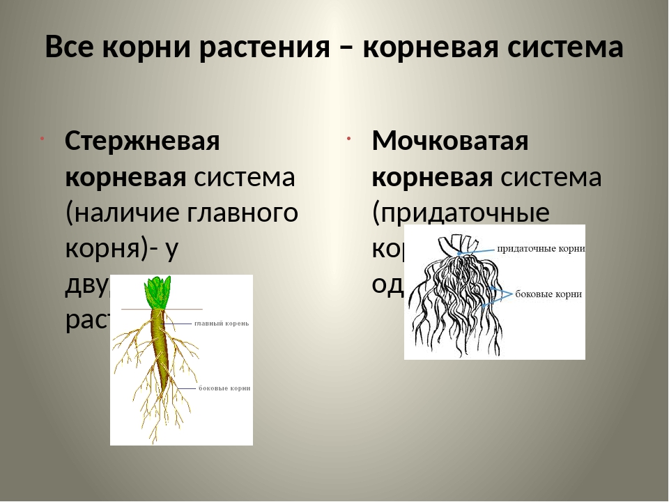 Для главного корня характерно. Стержневая корневая система и мочковатая корневая. Растения с мочковатой корневой системой. Корневые и мочковатые корни растений. Растения с стержневыми и мочковатыми корнями.