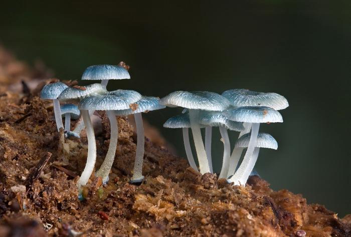 биология бактерии грибы растения
