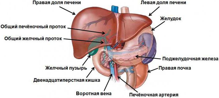  запасной углевод животных клеток называется