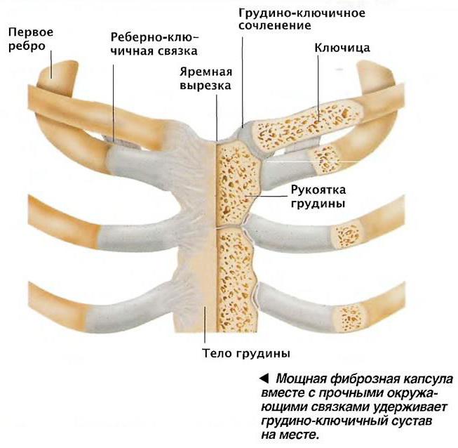 где находится ключица у человека