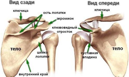 ключица анатомия функции