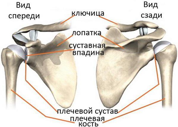 что такое ключица