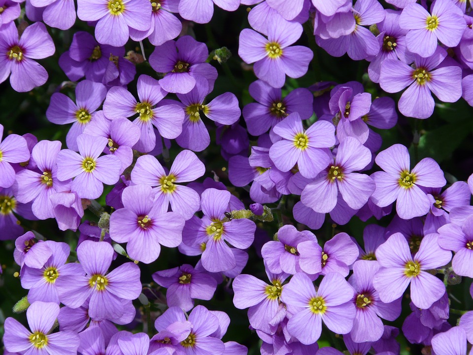 фиолетовые цветки капустных
