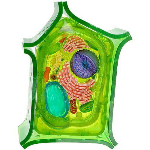 полость клетки заполненная клеточным соком 