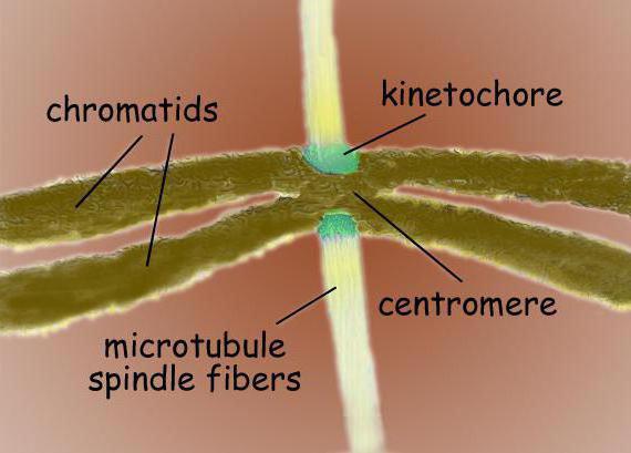  веретено деления состоит из