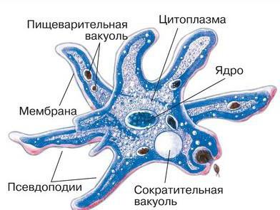 сократительная вакуоль