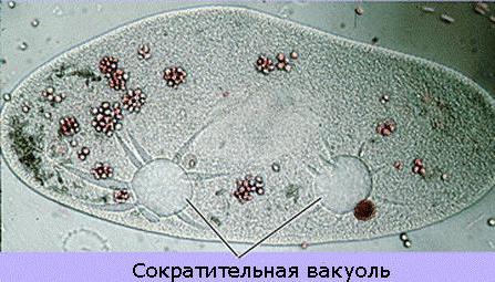 функция сократительной вакуоли