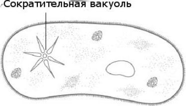 сократительная вакуоль у простейших