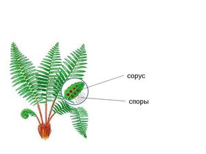 Картинки размножение папоротников