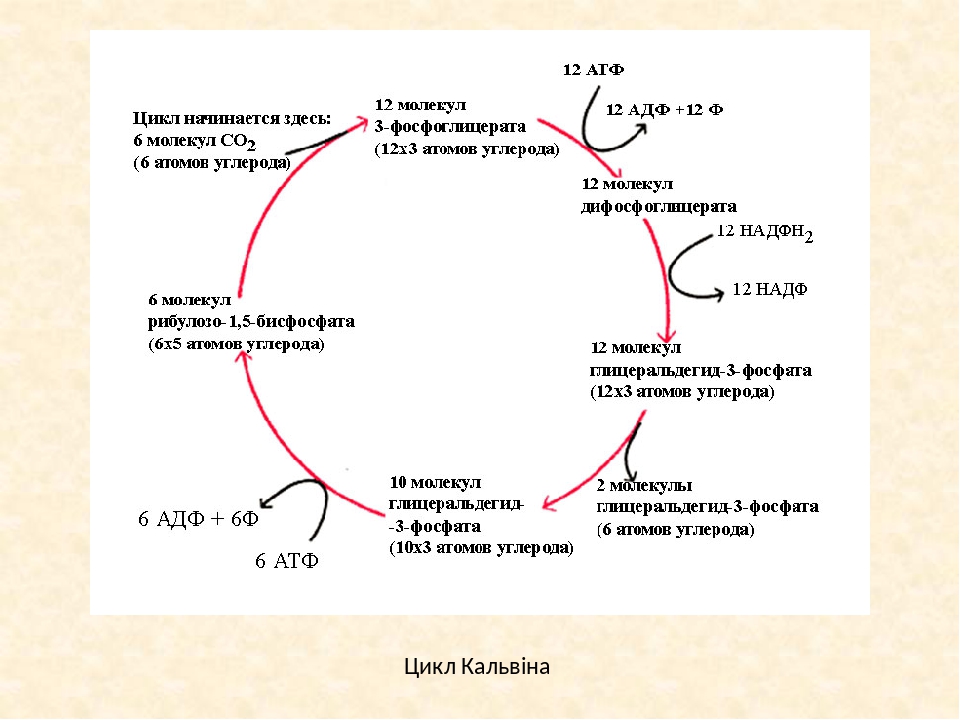 Укажите номер обозначающий на схеме этап фотосинтеза на котором происходит синтез атф