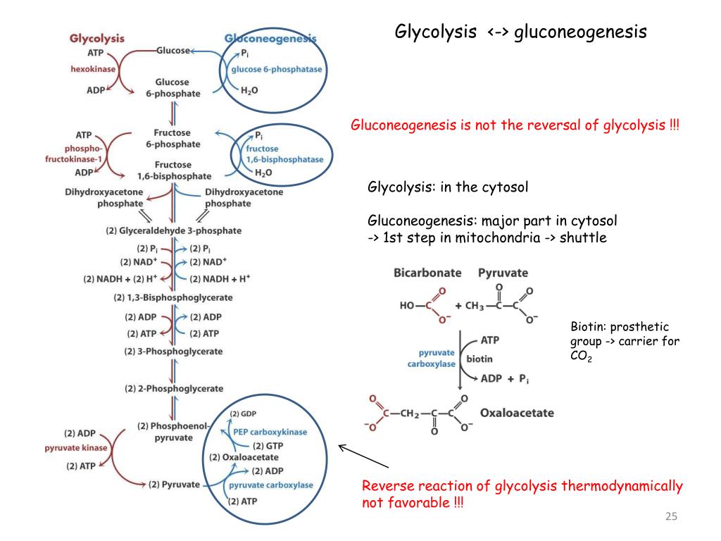 В какой части клетки протекает гликолиз. Общая схема глюконеогенеза из молочной кислоты. Включение субстратов в глюконеогенез схема. Включение аланина в глюконеогенез. Гликолиз схема процесса локализация ферментов.