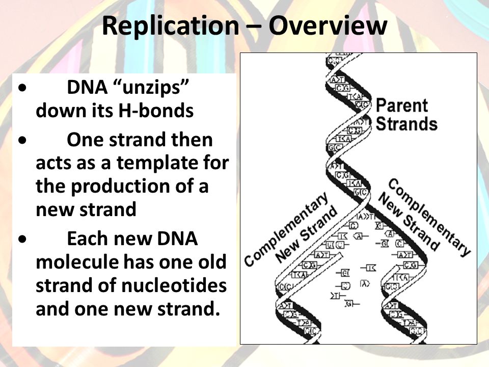 Replication – Overview  DNA unzips down its H-bonds  One strand then acts as a template for the production of a new strand  Each new DNA molecule has one old strand of nucleotides and one new strand.