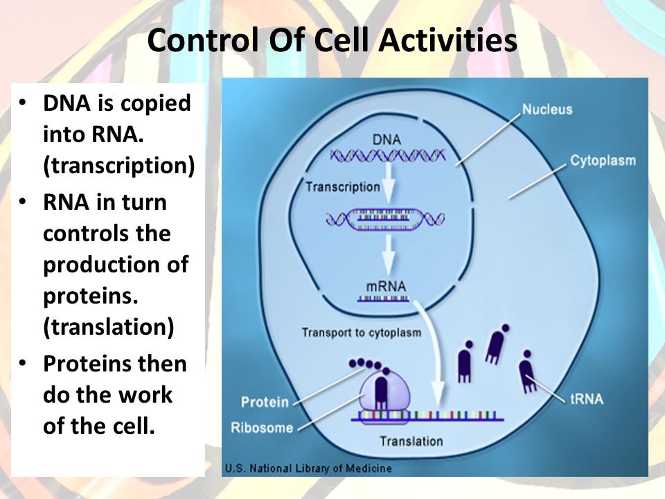 Control Of Cell Activities DNA is copied into RNA.