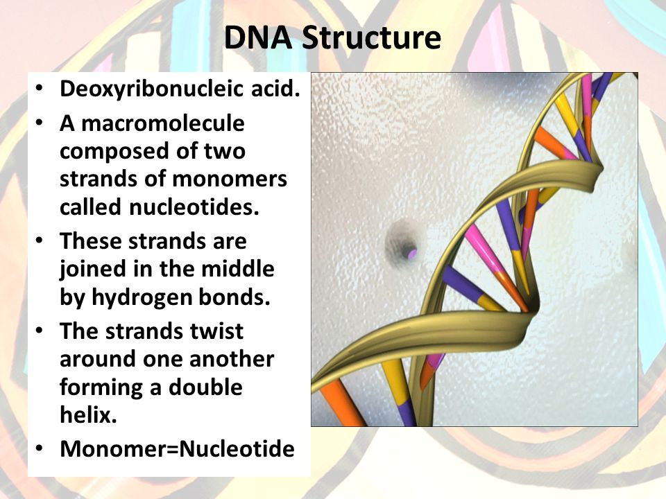 DNA Structure Deoxyribonucleic acid.