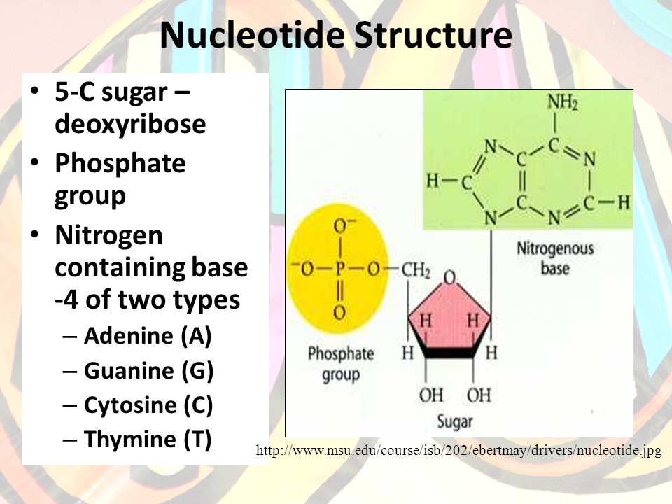 Nucleotide Structure 5-C sugar – deoxyribose Phosphate group Nitrogen containing base -4 of two types – Adenine (A) – Guanine (G) – Cytosine (C) – Thymine (T)