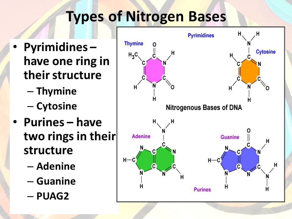 Types of Nitrogen Bases Pyrimidines – have one ring in their structure – Thymine – Cytosine Purines – have two rings in their structure – Adenine – Guanine – PUAG2