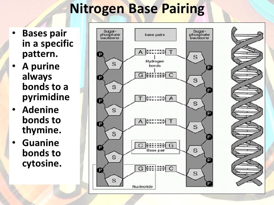 Nitrogen Base Pairing Bases pair in a specific pattern.