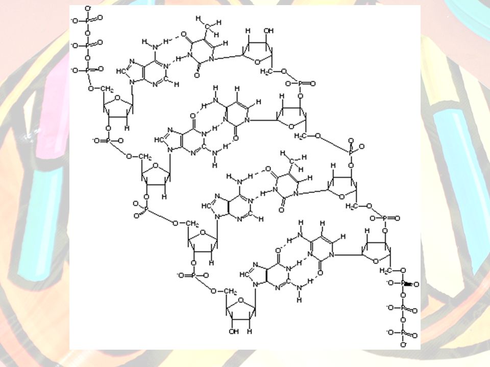 Nitrogen Base Pairing Bases pair in a specific pattern.