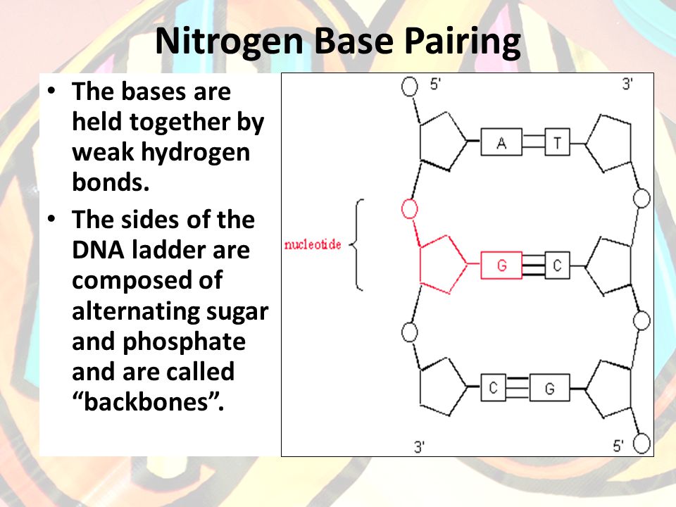 Nitrogen Base Pairing The bases are held together by weak hydrogen bonds.