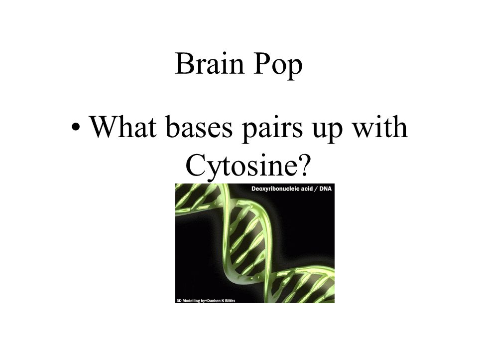 Brain Pop What bases pairs up with Cytosine