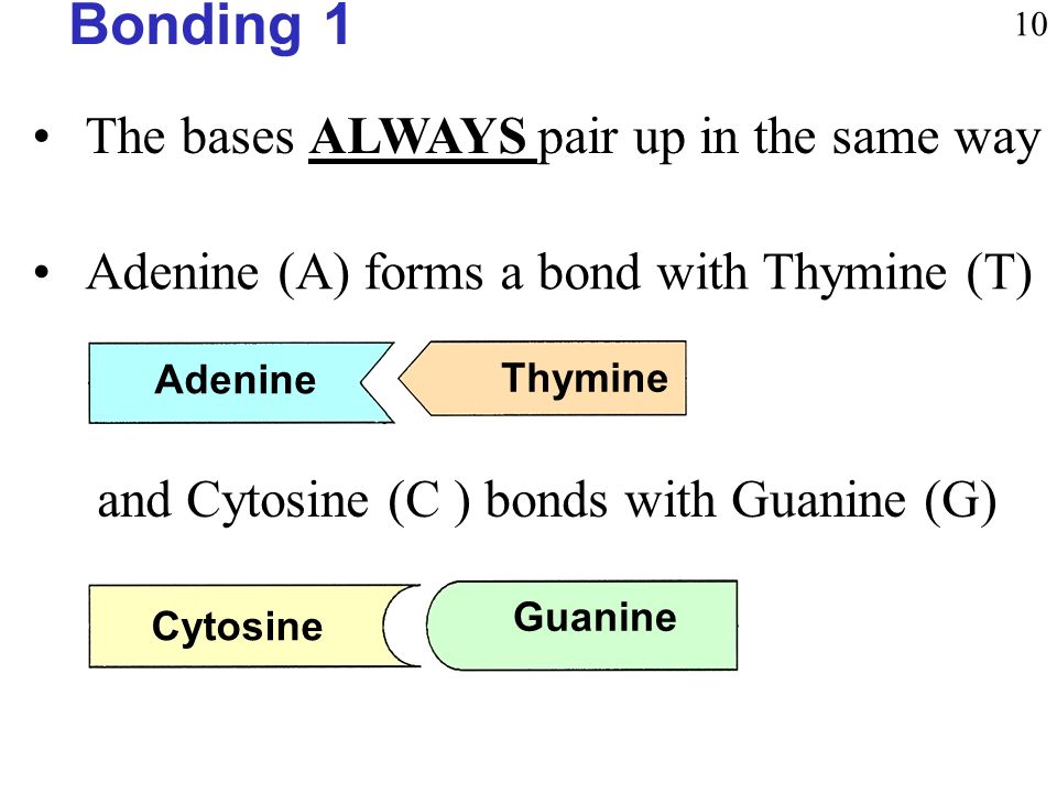 The bases ALWAYS pair up in the same way Adenine (A) forms a bond with Thymine (T) and Cytosine (C ) bonds with Guanine (G) Bonding 1 10 Adenine Thymine Cytosine Guanine