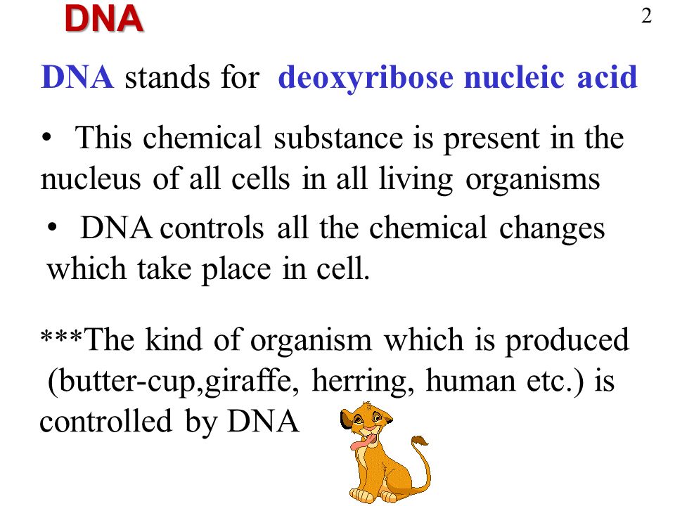 DNA stands for deoxyribose nucleic acid This chemical substance is present in the nucleus of all cells in all living organisms DNA controls all the chemical changes which take place in cell.