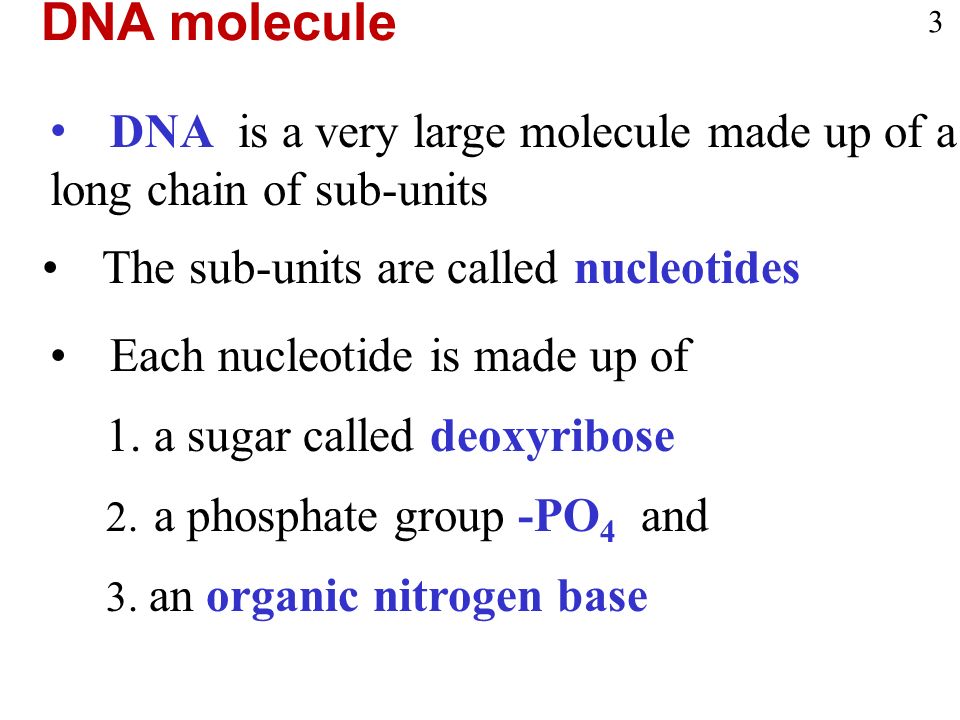 DNA is a very large molecule made up of a long chain of sub-units The sub-units are called nucleotides Each nucleotide is made up of 1.a sugar called deoxyribose 2.