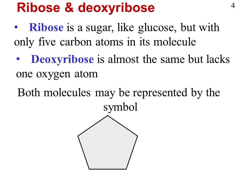 Ribose is a sugar, like glucose, but with only five carbon atoms in its molecule Deoxyribose is almost the same but lacks one oxygen atom Both molecules may be represented by the symbol Ribose & deoxyribose 4
