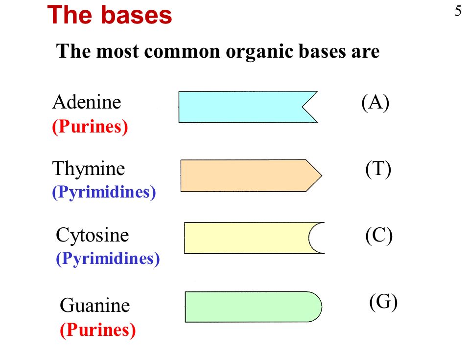The most common organic bases are Adenine (Purines) (A) Thymine (Pyrimidines) (T) Cytosine (Pyrimidines) (C) Guanine (Purines) (G) The bases 5