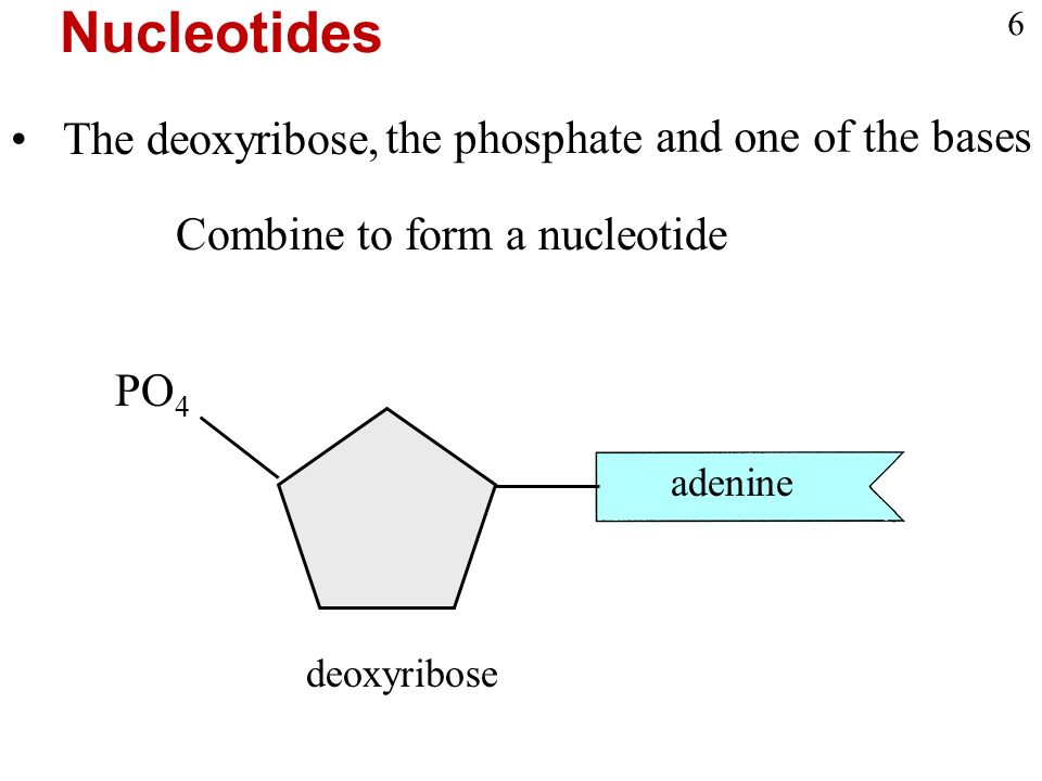 The deoxyribose, the phosphate and one of the bases adenine deoxyribose PO 4 Combine to form a nucleotide Nucleotides 6