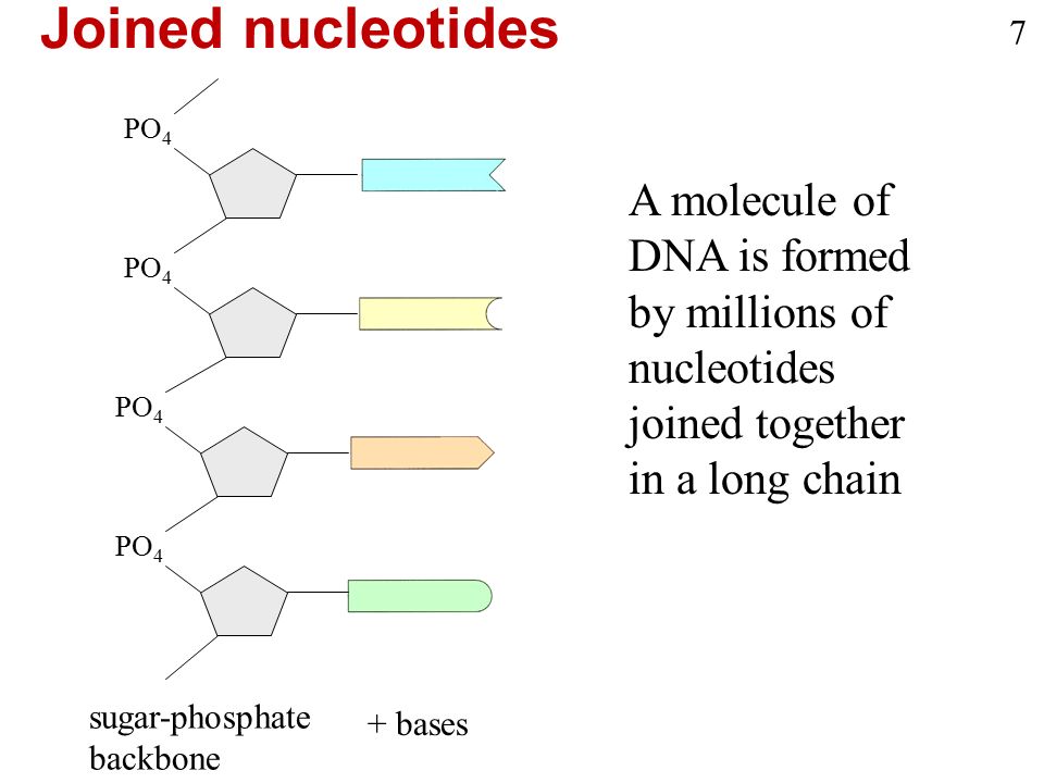 A molecule of DNA is formed by millions of nucleotides joined together in a long chain PO 4 sugar-phosphate backbone + bases Joined nucleotides 7