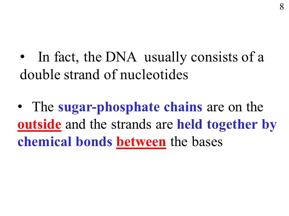 In fact, the DNA usually consists of a double strand of nucleotides The sugar-phosphate chains are on the outside and the strands are held together by chemical bonds between the bases 8